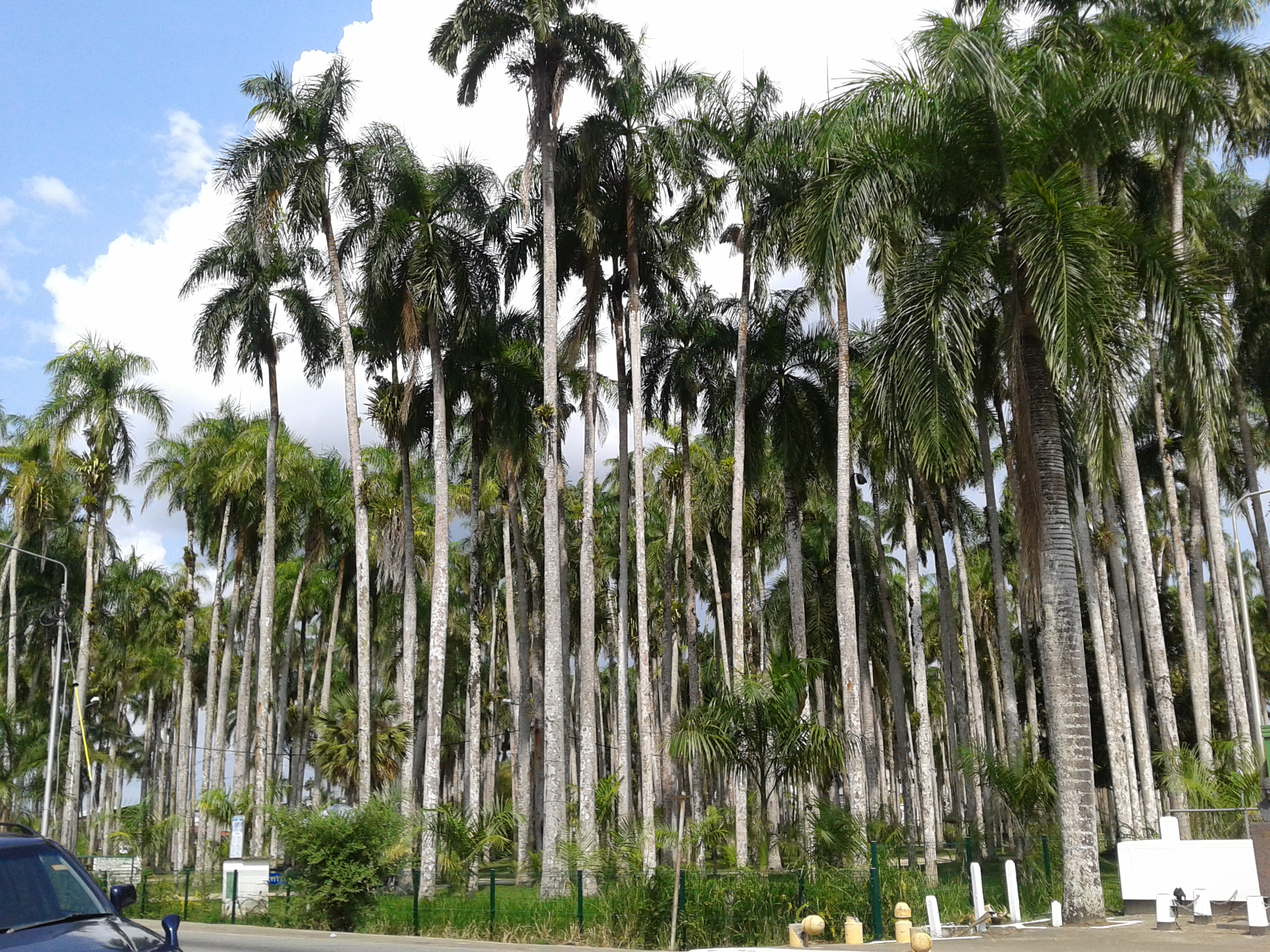 Parque de las Palmeras de Paramaribo, Suriname